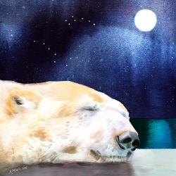 Ursa-Sleeping
